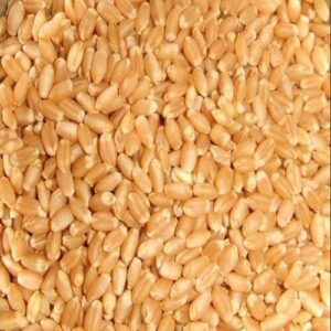 Premium Gehun (Wheat) – Pure Whole Wheat Grains for Pujan, Havan & Auspicious Rituals