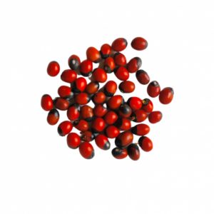 Red Gunja Seeds / Gumchi Dana (10 Nos) – Pooja Essentials