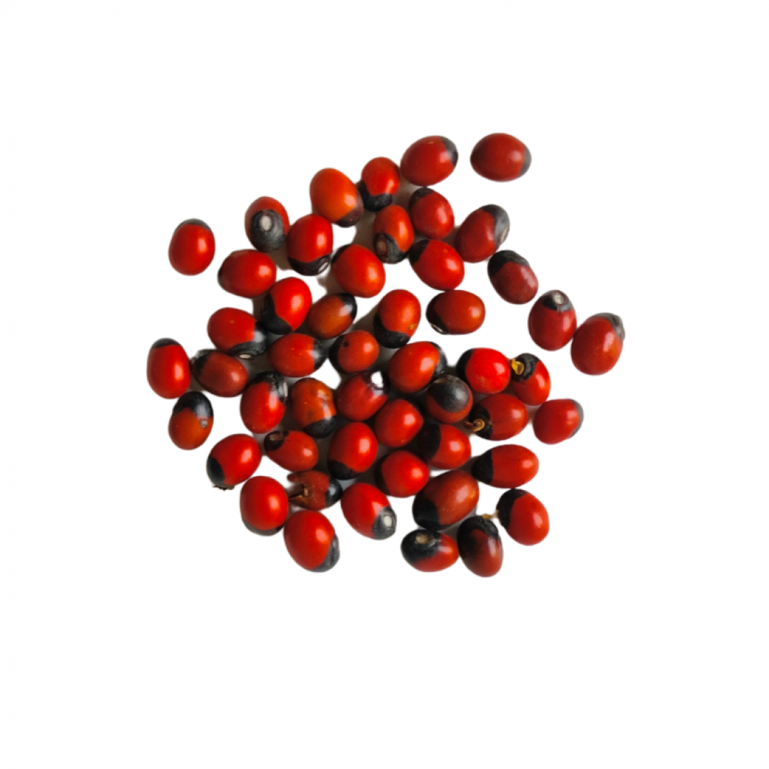 Red Gunja Seeds / Gumchi Dana (10 Nos) – Pooja Essentials