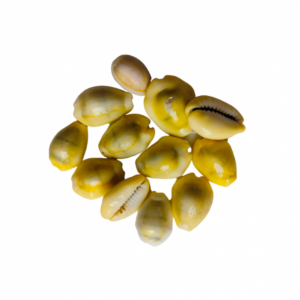 Yellow Kodi / Peeli Kaudi – Auspicious Pooja Shell for Wealth & Protection